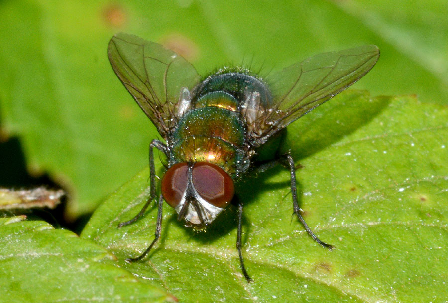 Lucilia sp.♂ (Calliphoridae) e  Mydaea corni ♂ (Muscidae)